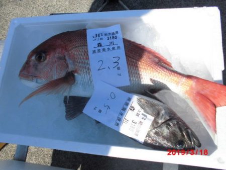 大進丸（新潟） 釣果