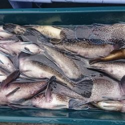 小樽港遊漁船SHAKE 釣果