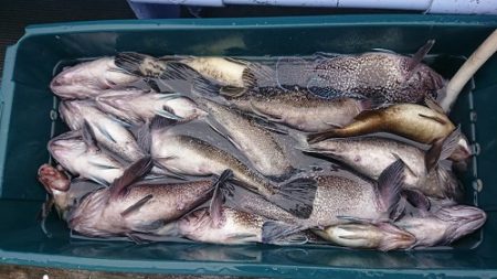 小樽港遊漁船ＳＨＡＫＥ 釣果