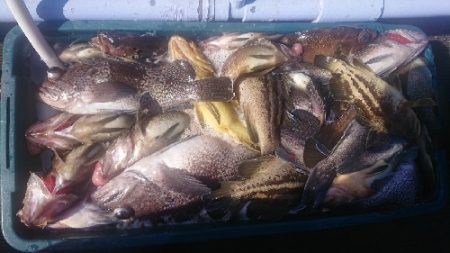 小樽港遊漁船SHAKE 釣果