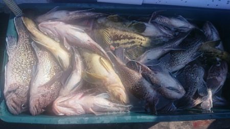 小樽港遊漁船SHAKE 釣果