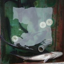 FISHING RISKY 釣果