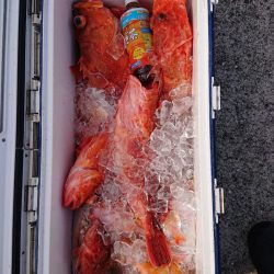 エンペラー 釣果