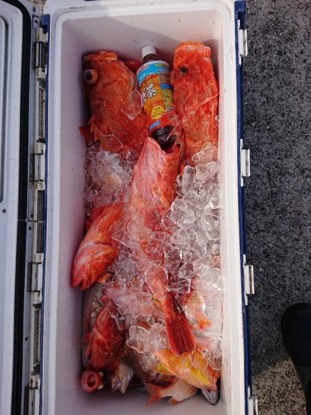 エンペラー 釣果