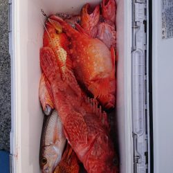 エンペラー 釣果