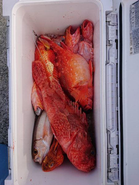 エンペラー 釣果