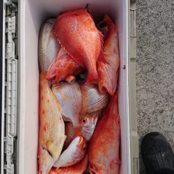 エンペラー 釣果