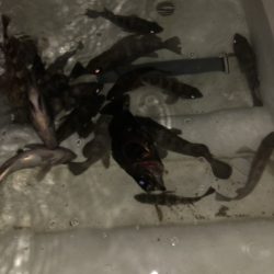 Magic（マジック） 釣果