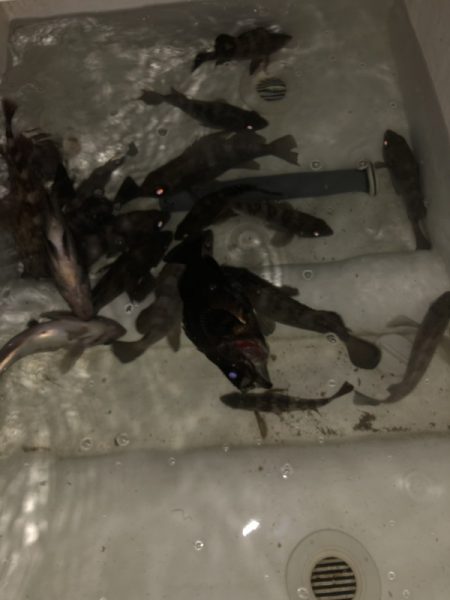 Magic（マジック） 釣果