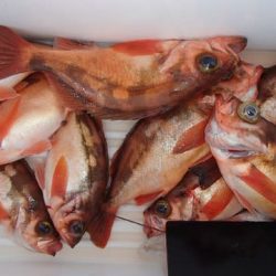 第二むつ漁丸 釣果