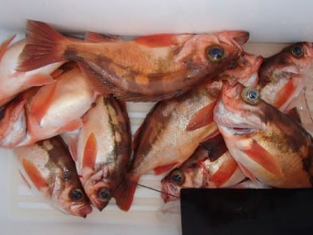 第二むつ漁丸 釣果