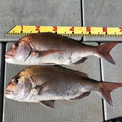 sea boss　シーボス 釣果