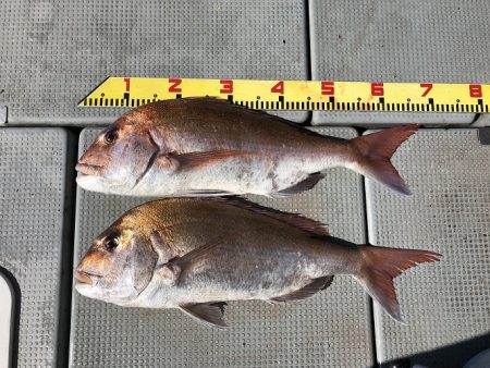 sea boss　シーボス 釣果