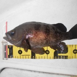 ルアー船マヒマヒ 釣果