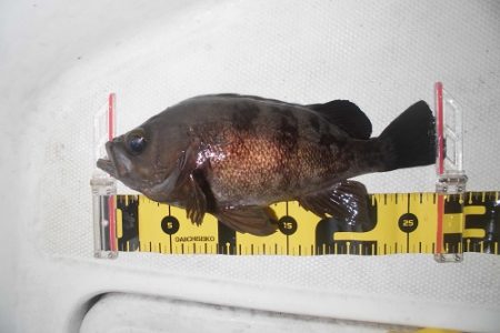 ルアー船マヒマヒ 釣果