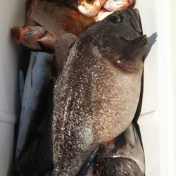 モンロー号 釣果