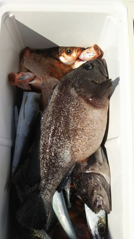 モンロー号 釣果