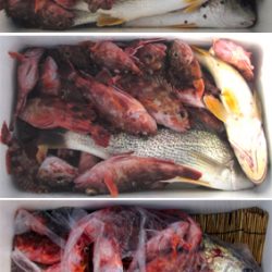 来温丸(らいおんまる) 釣果