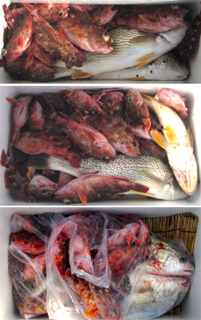 来温丸（らいおんまる） 釣果