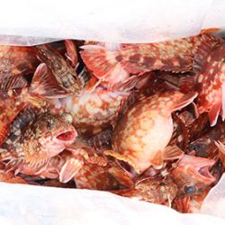 松本釣船２ 釣果