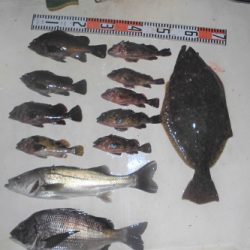 ルアー船マヒマヒ 釣果