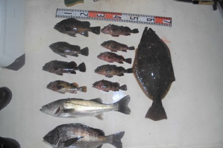 ルアー船マヒマヒ 釣果