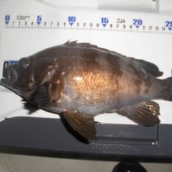 ルアー船マヒマヒ 釣果