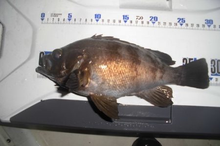 ルアー船マヒマヒ 釣果