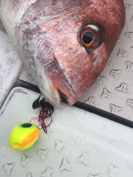 マタウマリンサービス 釣果