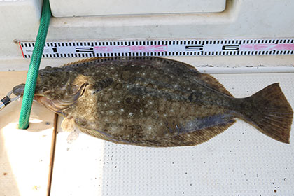 松本釣船２ 釣果