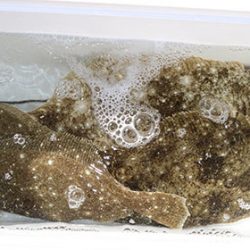 松本釣船２ 釣果