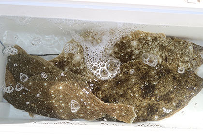 松本釣船２ 釣果