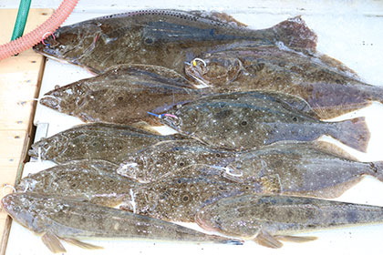 松本釣船２ 釣果