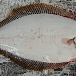 明神釣船 釣果