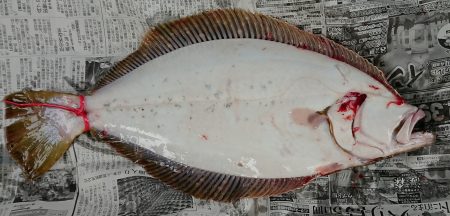 明神釣船 釣果