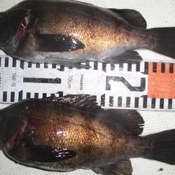 ルアー船マヒマヒ 釣果