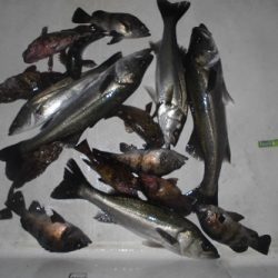 ルアー船マヒマヒ 釣果