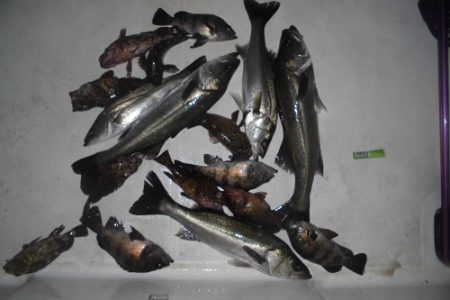 ルアー船マヒマヒ 釣果