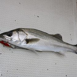 松本釣船2 釣果