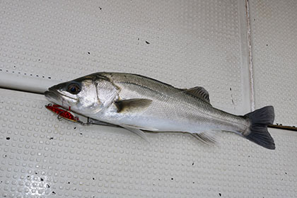 松本釣船２ 釣果