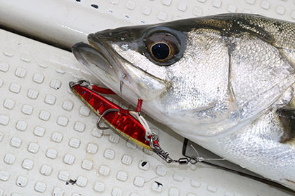 松本釣船2 釣果