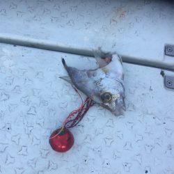 マタウマリンサービス 釣果