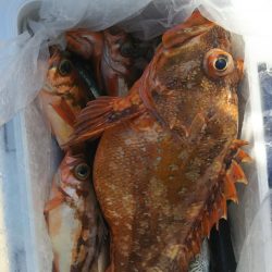 モンロー号 釣果