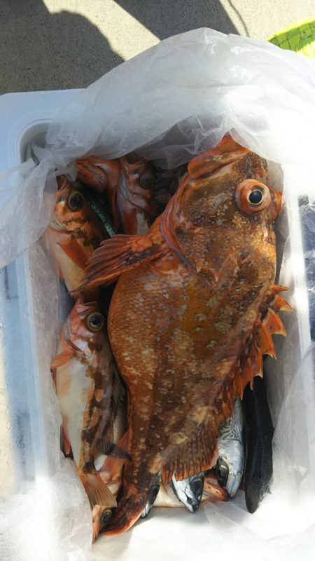 モンロー号 釣果