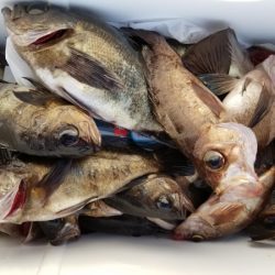 オーフリー 釣果