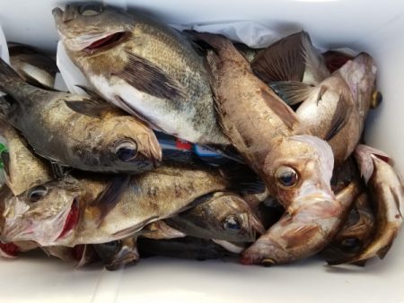 オーフリー 釣果