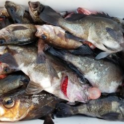 オーフリー 釣果