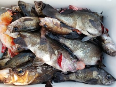 オーフリー 釣果