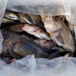 オーフリー 釣果