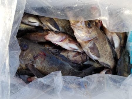 オーフリー 釣果